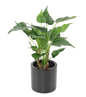Alocasia artificiel cucullata
