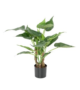 Alocasia artificiel cucullata