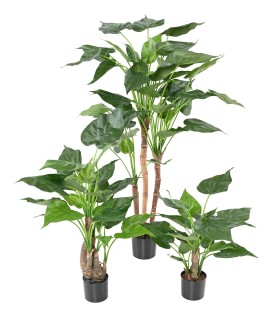 Alocasia artificiel cucullata