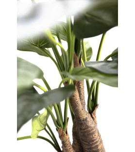 Alocasia artificiel cucullata