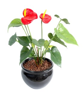 ANTHURIUM Fleuri 45 cm - Plante Verte Artificielle