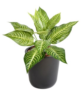 APHELANDRA - Plante artificielle