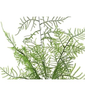 ASPARAGUS - Plante artificielle