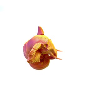 Buste éléphant - Orange rosé - S