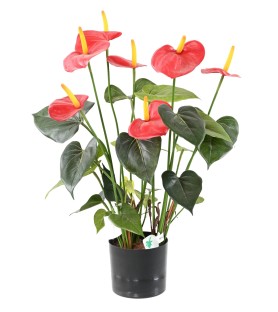 ANTHURIUM Fleuri 50 cm - Plante Verte Artificielle