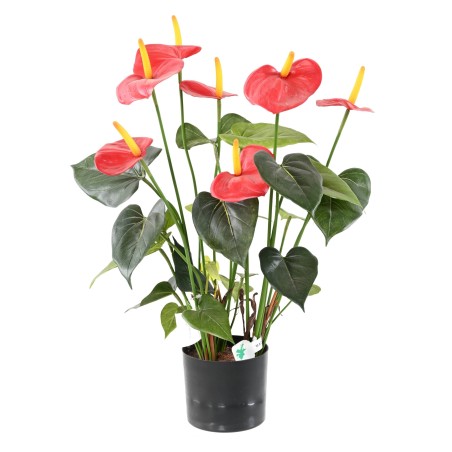 ANTHURIUM Fleuri 50 cm - Plante Verte Artificielle