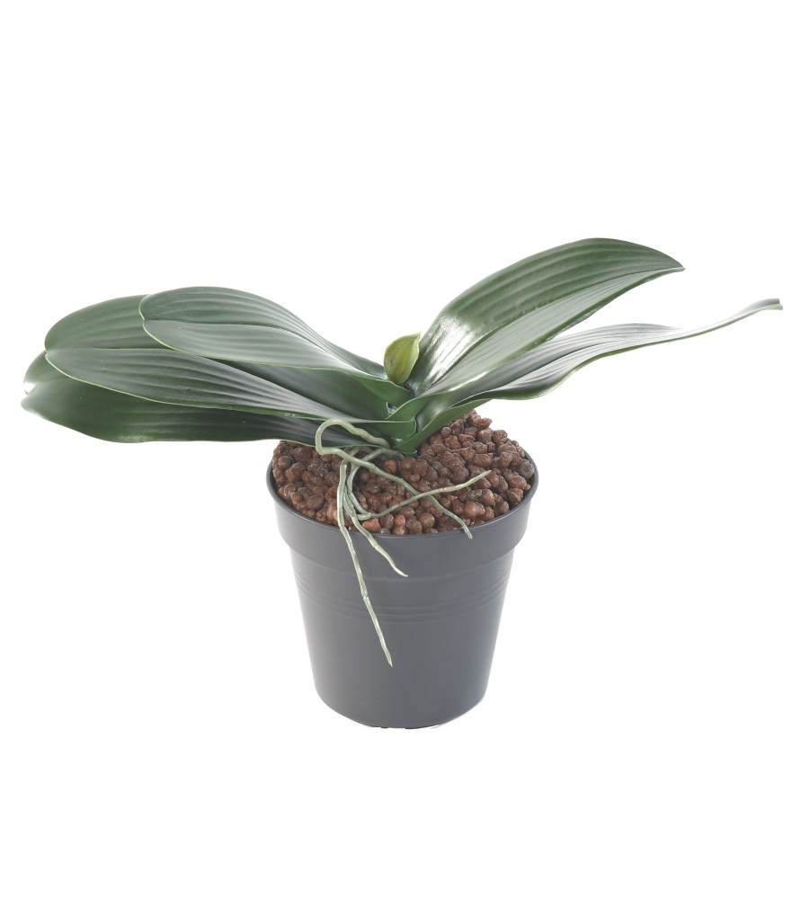 Orchidées Feuille de PHALAENOPSIS 17 cm - Plante artificielle Orchidées Feuille de PHALAENOPSIS 17 cm - Plante artificielle